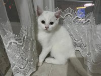 Beyaz British 2.5 aylık