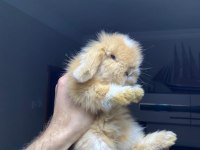 Hollanda Lop Tavşanlar Her Yere Gönderim Mevcut