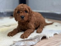 Red brown poodle daha uygunu yok