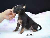 A class şecereli bull terrier Türkiye şampiyonu çocukları