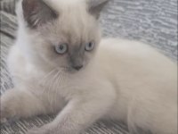 British Blue Point Kedi