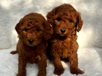 ERKEK DİŞİ POODLE BEBEKLER