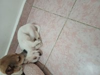 Jack russell anne ,malta terrier baba