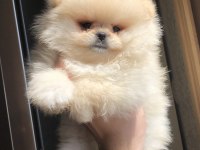 2.5 aylık 2 dişi Pomeranian boo üst kalite