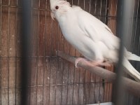 sultan papağanı 2 aylık