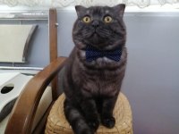 SCOTTİSH FOLD KEDİMİZ ÜCRETSİZ