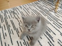 A kalite british shorthair yavru sahiplendirilecek