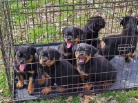 Safkan Koca Kafa Rottweiler Yavrular