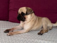 UYGUNA SAFKAN A+ KALİTE PUG MOPS ŞU AN KIZANDA