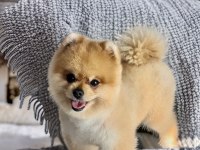 Pomeranian boo ayı surat yavrular