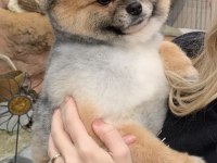 Sınıfının en iyisi pomeranian