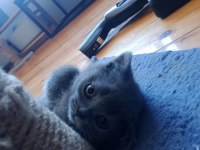 Son iki yavru british shorthair