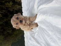 Maltipoo erkek yavru