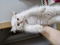 Uygun puanlı beyaz tüy mavi göz british longhair yavru