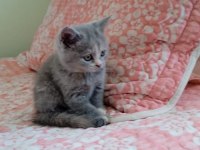 2 aylık british shorthair