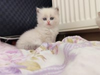 Özel Olmak İsteyenlere Ragdoll Yavrular