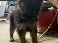 Orjinal alman çoban köpeği yavrusu