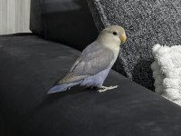Güzel Mutasyon Sevda Papağanı Kaçırma