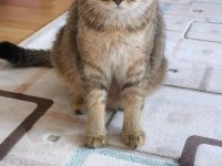 Yetişkin erkek ve dişi british shorthair kediler