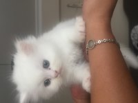 Yeni chinchilla kedisi bebişlerim