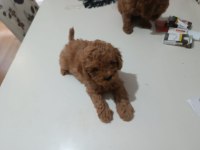 Toy poodle 55 günlük