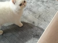 Adı şeker akıllı bir kız yeni sahibini arıyoruz