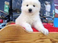 Safkan samoyed yavruları
