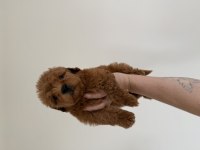 Maltipoo Redbrown Dişi