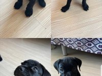 45 günlük dişi yavru cane corso
