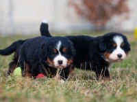 Bernese mountain dog