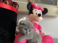 Scottish fold dişi erkek yavrular