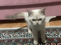 Dişi british shorthair blue point