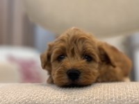 Orjinal Maltipoo bebeklerim