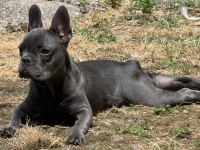 French bulldog safkan blue fransız bulldog safkan blue