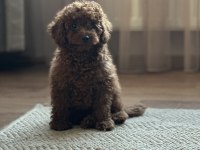 Yüz Yapısı Muhteşem Toy Poodle Bebekler
