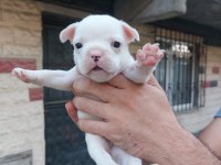 Bir şey anlatmaya gerek yok french bulldog yavrular ortada