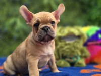 French Bulldog Köpeği