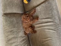 4 aylık dişi toy poodle