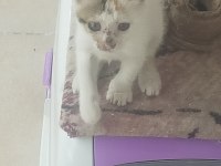 Kediyi kollayacak merhametli birisini arıyorum