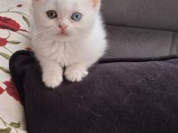 Minnak Kedilerim İçin Ulaşın