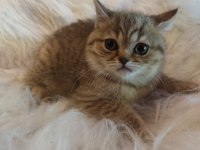 2.5 aylık british shorthair yavrularım