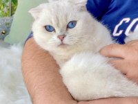 Scottish Fold Blue Eyes