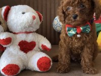 Kore anne babadan lekesiz en koyu renk poodle yavru