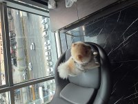 A KALİTE POMERANİAN BOO ANKARA İÇİ ELDEN VERİLECEK