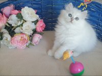 1 Nisan Doğumlu Dişi British Longhair