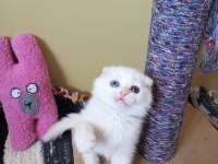 Pofuduk scottish fold white