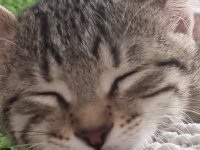 3 aylık dünyalar tatlısı bebek kedimize yuva aranıyor
