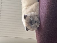 Scottish fold kedimize acil yuva arıyoruz