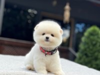 Orjinal Pomeranian Boo