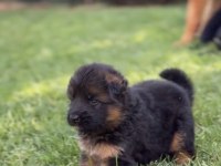 Orjinal alman kurdu köpeği